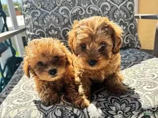 Mixed Breed dogs Mixed Breed Puppy 1 - Ad 4