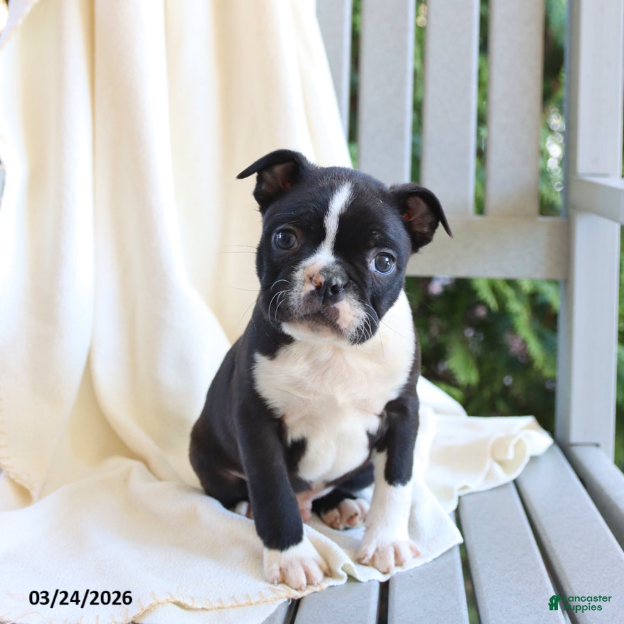 Boston Terrier dogs Cooper - Ad 1