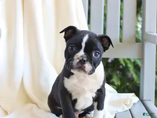 Boston Terrier dogs for sale: Cooper - Ad 3
