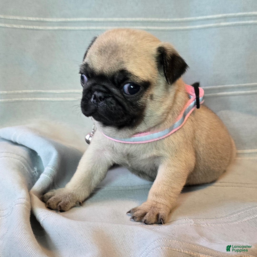 Pug dogs for sale: Farah - Ad 4