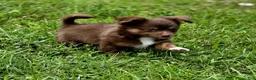 Chihuahua dogs for sale: Thor - Ad 3