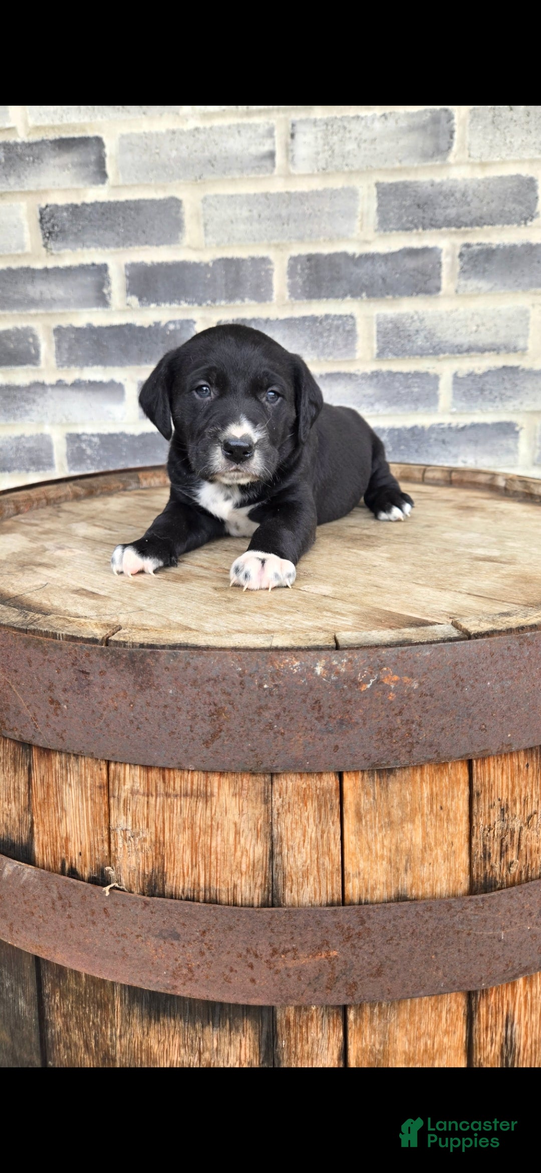 Mixed Breed dogs for sale: Mixed Breed Puppy 2 - Ad 1