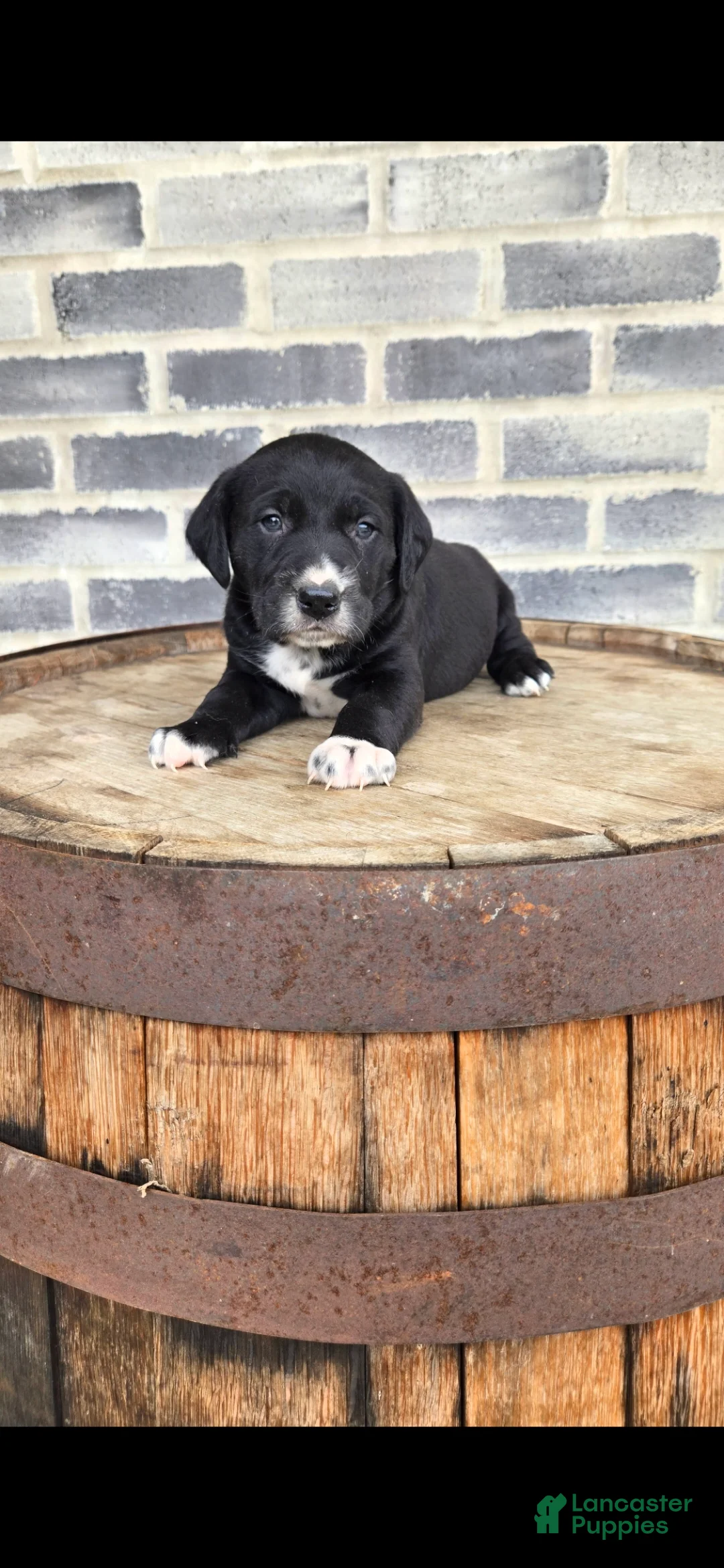 Mixed Breed dogs for sale: Mixed Breed Puppy 2 - Ad 1