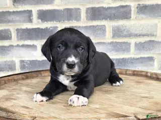 Mixed Breed dogs for sale: Mixed Breed Puppy 2 - Ad 1