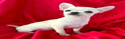 Chihuahua dogs for sale: Lina Apple head - Ad 6