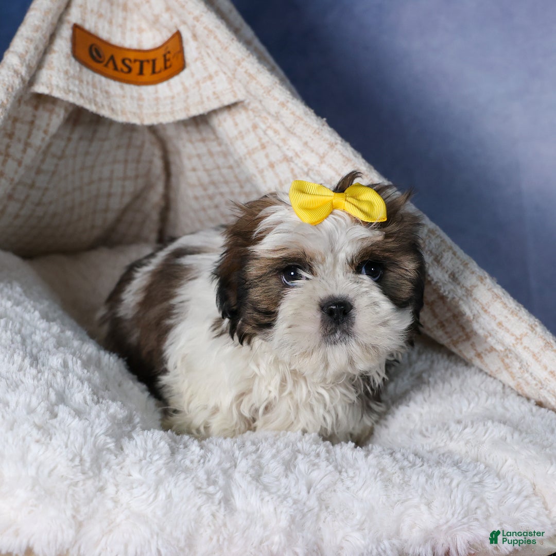 Shih Tzu dogs for sale: MICKEY - Ad 2