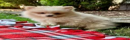 Pomeranian dogs for sale: Penny - Ad 5