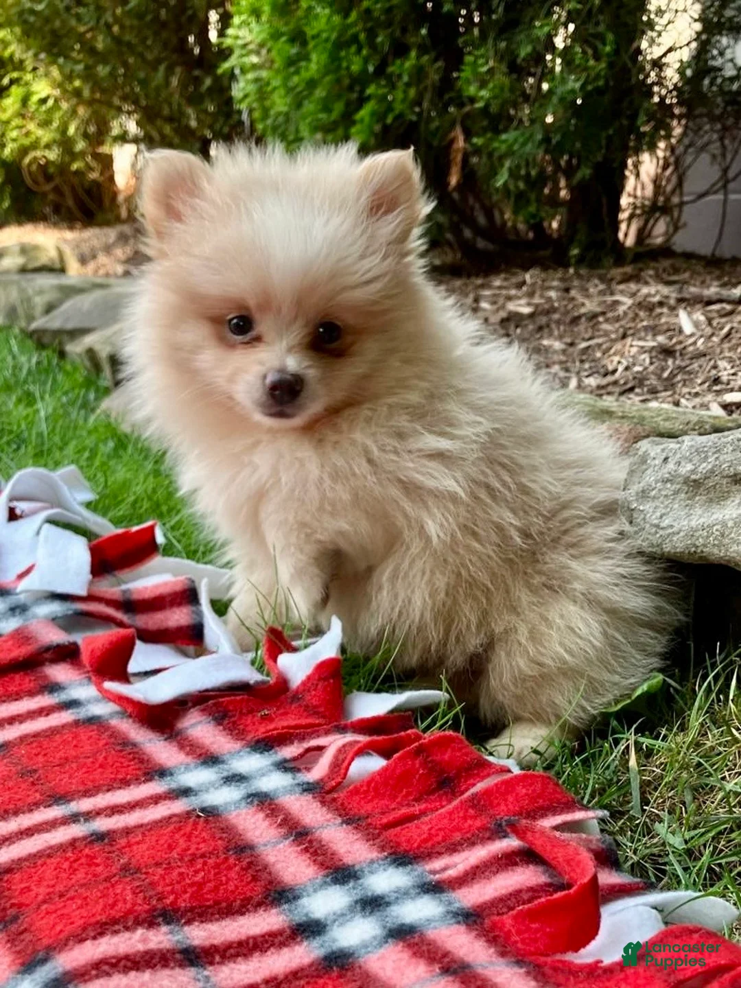 Pomeranian dogs for sale: Penny - Ad 5