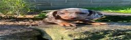 Miniature Dachshund dogs for sale: Lucy - Ad 3