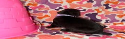 Cane Corso dogs for sale: Light Purple Collar Female - Ad 4