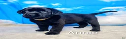 Labrador Retriever dogs for sale: Annie - Ad 1