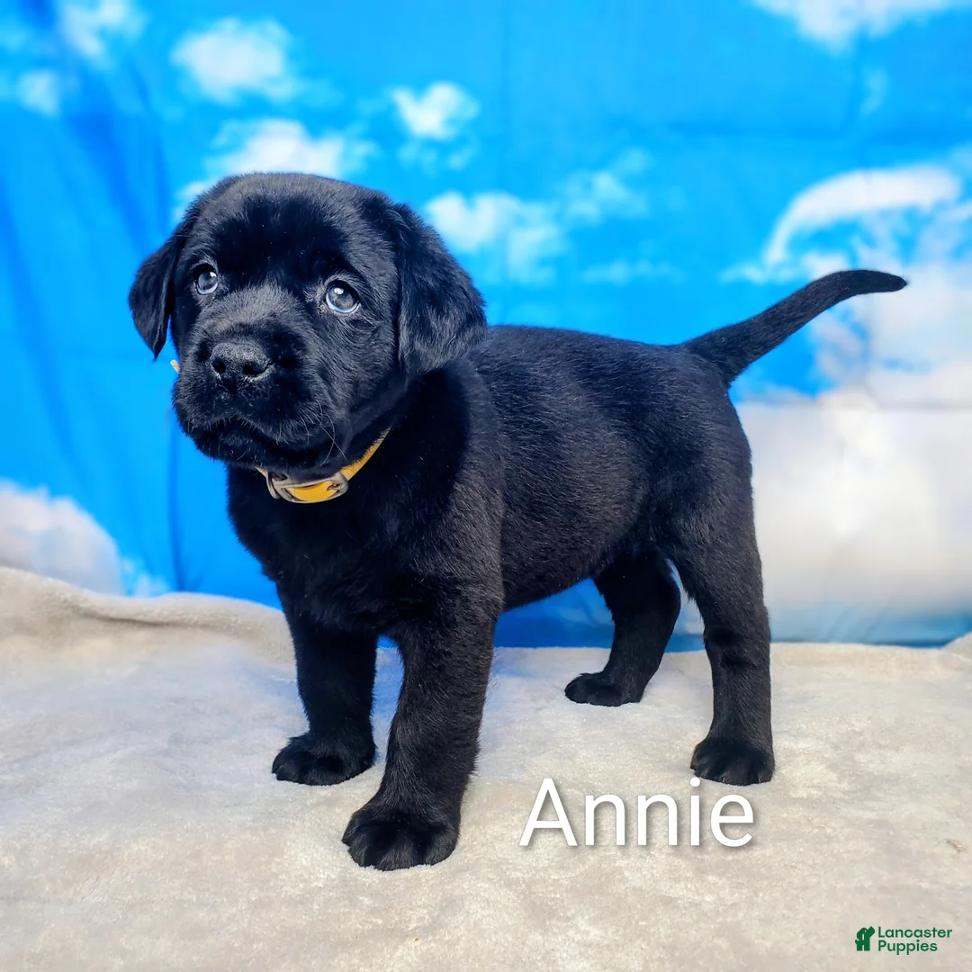 Labrador Retriever dogs for sale: Annie - Ad 1
