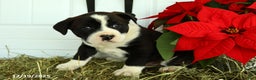 Mixed Breed dogs for sale: Rover - Ad 1