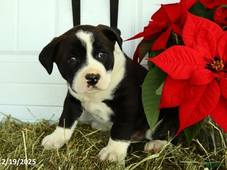 Mixed Breed dogs Rover - Ad 15