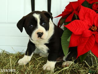 Mixed Breed dogs Rover - Ad 17