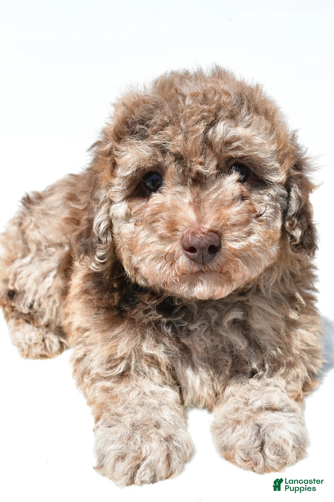Miniature Poodle dogs for sale: Flower - Ad 2