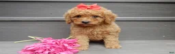 Mini Goldendoodle dogs for sale: Sheila - Ad 6