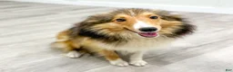 Shetland Sheepdog dogs for sale: Sadie - Ad 6
