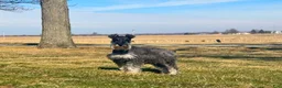 Miniature Schnauzer dogs for sale: Rayne | Miniature Schnauzer - Ad 12
