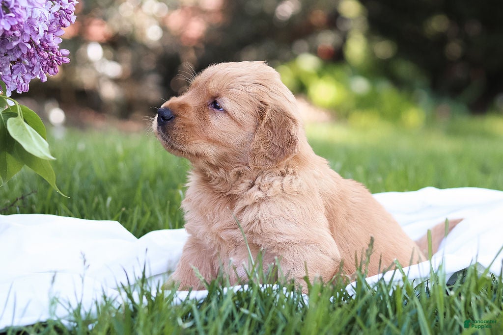 Golden Retriever dogs for sale: Golden Retriever Puppy 1 - Ad 1