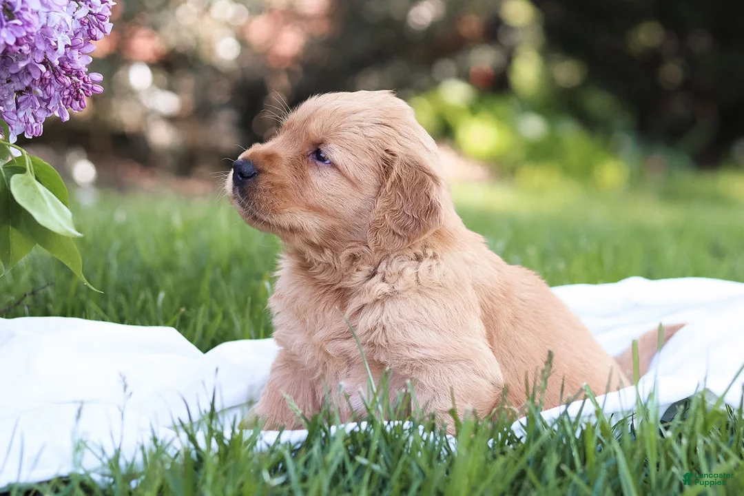 Golden Retriever dogs for sale: Golden Retriever Puppy 1 - Ad 1