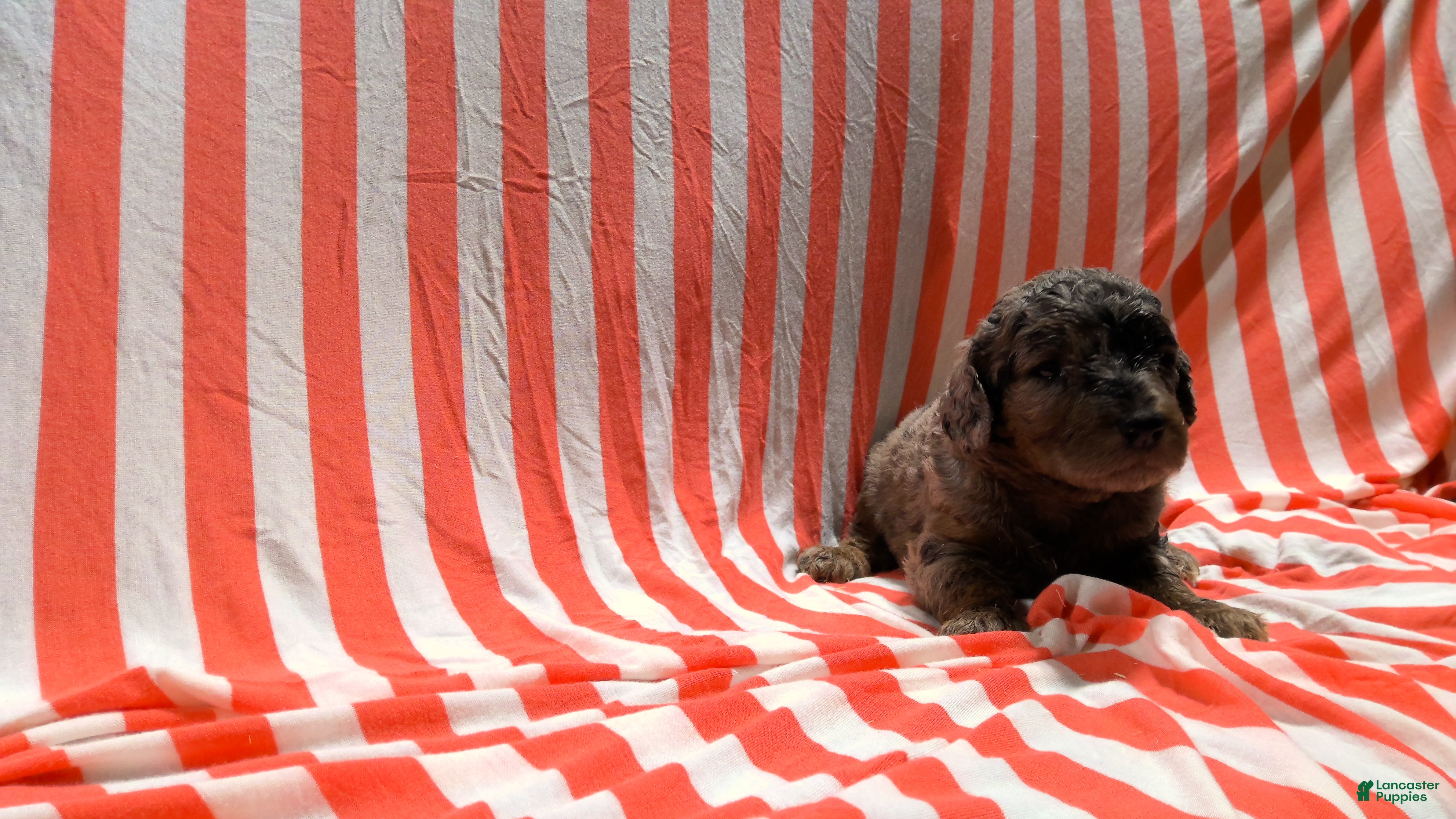 Mini Goldendoodle dogs Dee - Ad 1