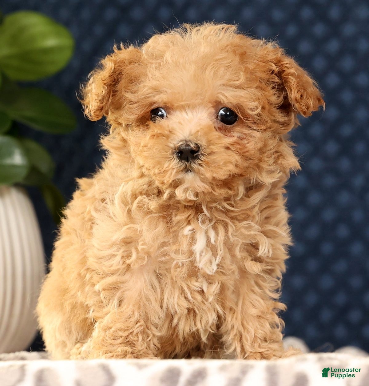 Havapoo dogs Uno - Ad 30