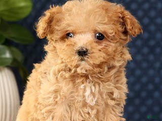 Havapoo dogs Uno - Ad 20