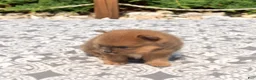 Pomeranian dogs for sale: Bear - Ad 2