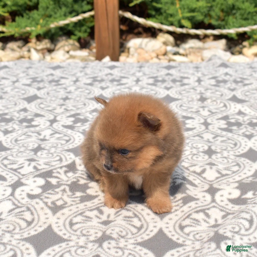 Pomeranian dogs for sale: Bear - Ad 2
