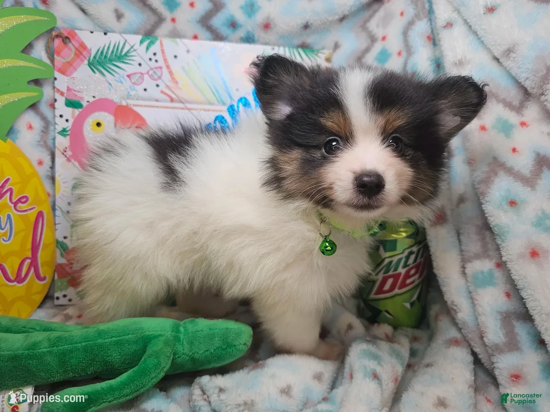 Pomeranian dogs for sale: Booky (Tri-Color) - Ad 4