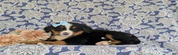 Bernese Mountain Dog dogs for sale: Farrah - Ad 4