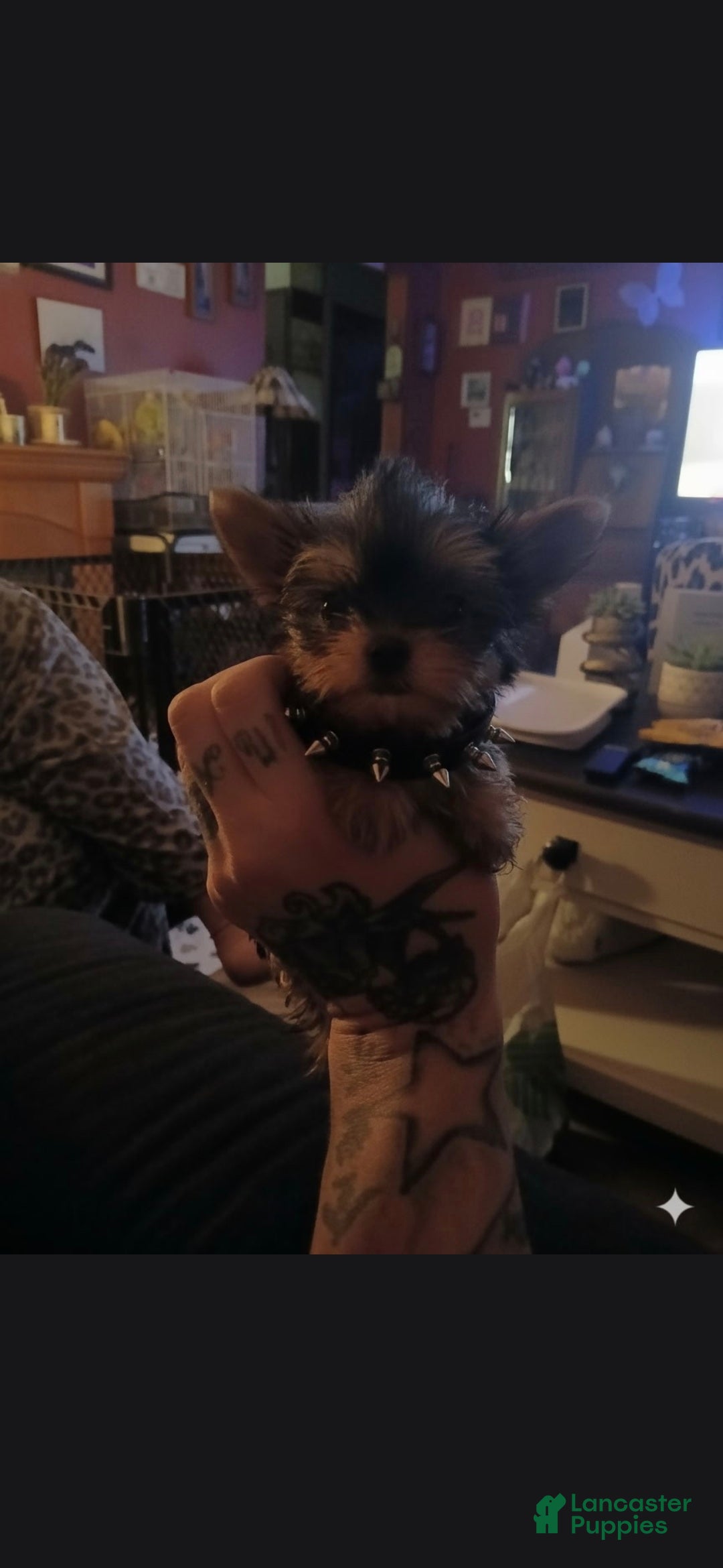 Yorkshire Terrier dogs AKC NUGGET (Teacup) - Ad 1