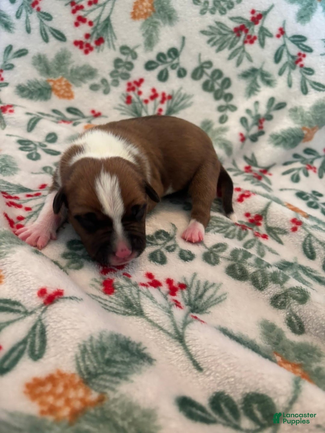 Mixed Breed dogs for sale: Celeste - Ad 1