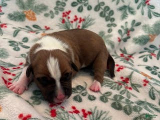 Mixed Breed dogs Celeste - Ad 7