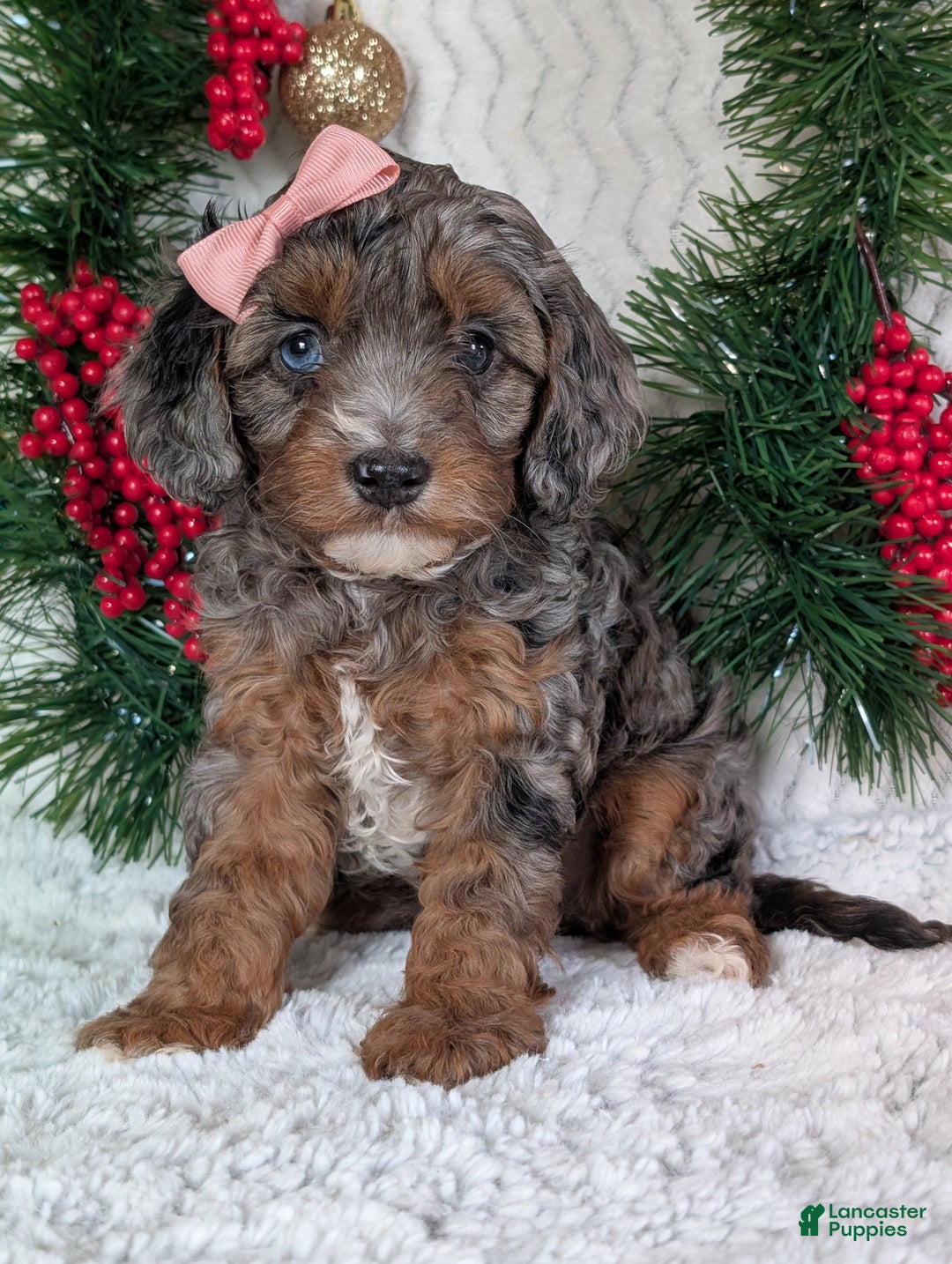 Cavapoo dogs for sale: Abby  - Ad 14
