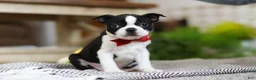 Boston Terrier dogs for sale: Winston - Ad 5