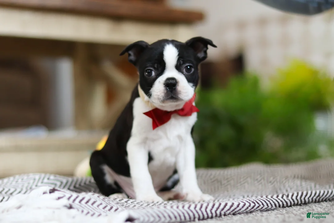 Boston Terrier dogs for sale: Winston - Ad 5