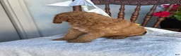 Goldendoodle dogs for sale: Coop - Ad 6