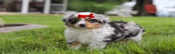 Miniature Australian Shepherd dogs for sale: Bonnie - Ad 8