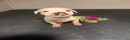 Mixed Breed dogs for sale: Neo - Ad 5