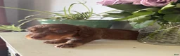 Miniature Dachshund dogs for sale: Bohdi - Ad 2