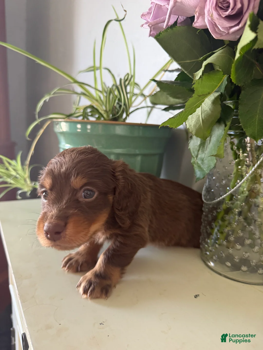 Miniature Dachshund dogs for sale: Bohdi - Ad 2