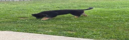 German Shepherd dogs for sale: German Shepherd 1 - Ad 1
