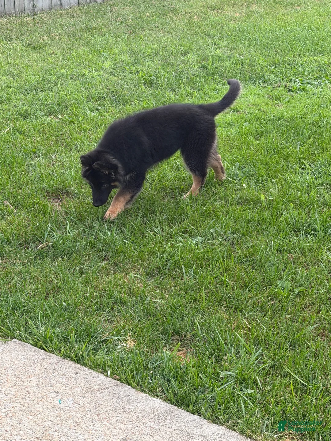 German Shepherd dogs for sale: German Shepherd 1 - Ad 1