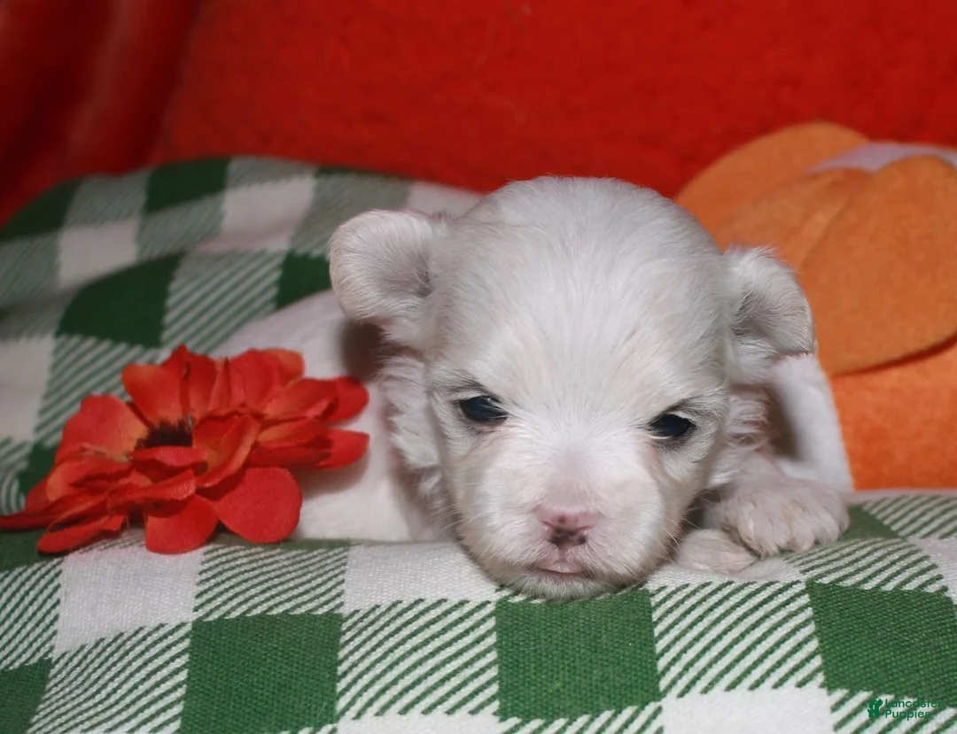 Maltese dogs for sale: KiKi - Ad 2