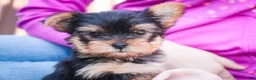 Yorkshire Terrier dogs for sale: Bitsy - Ad 3