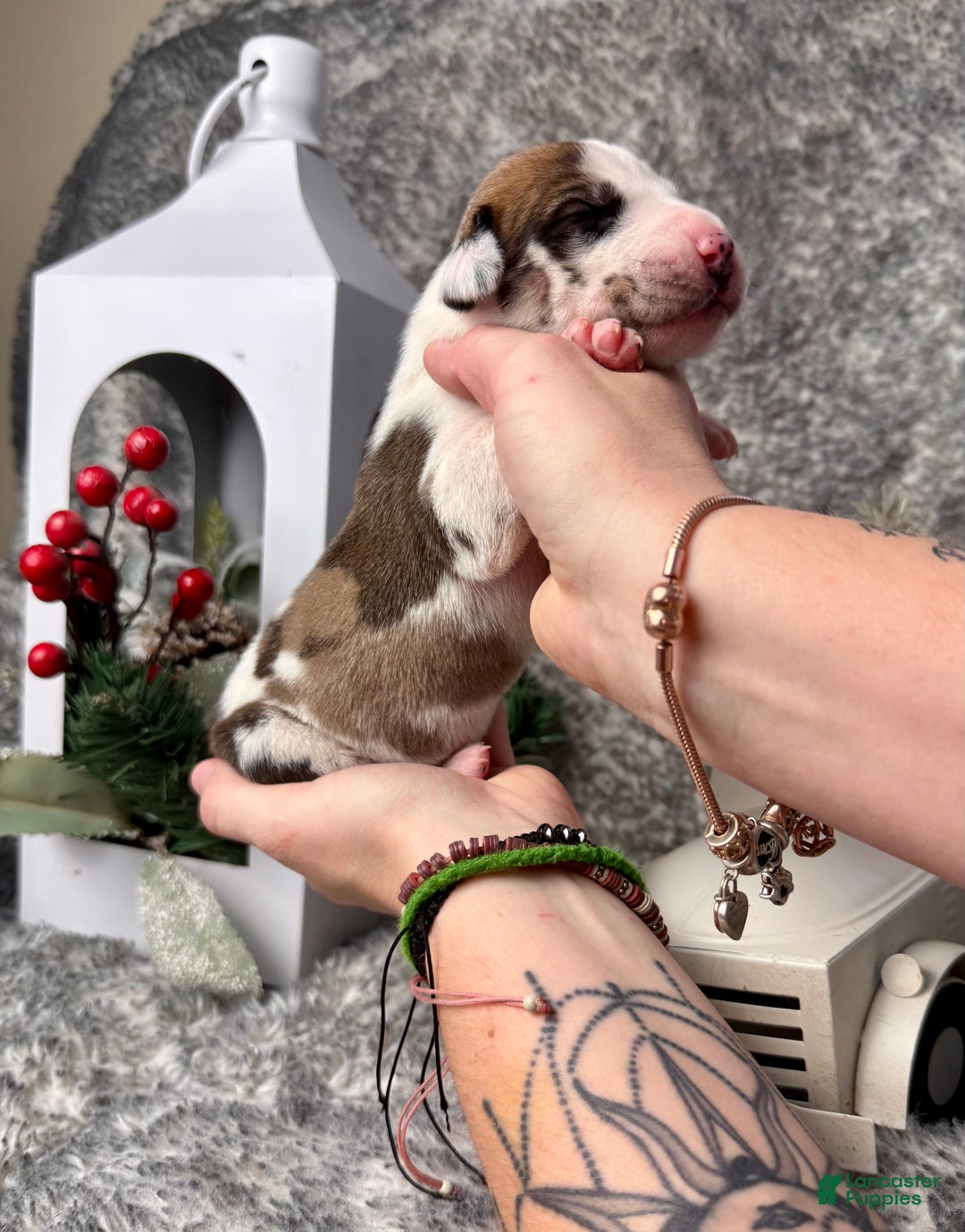 Great Dane dogs for sale: Hermione - Ad 2