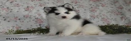 Pomsky dogs for sale: Kara - Ad 4