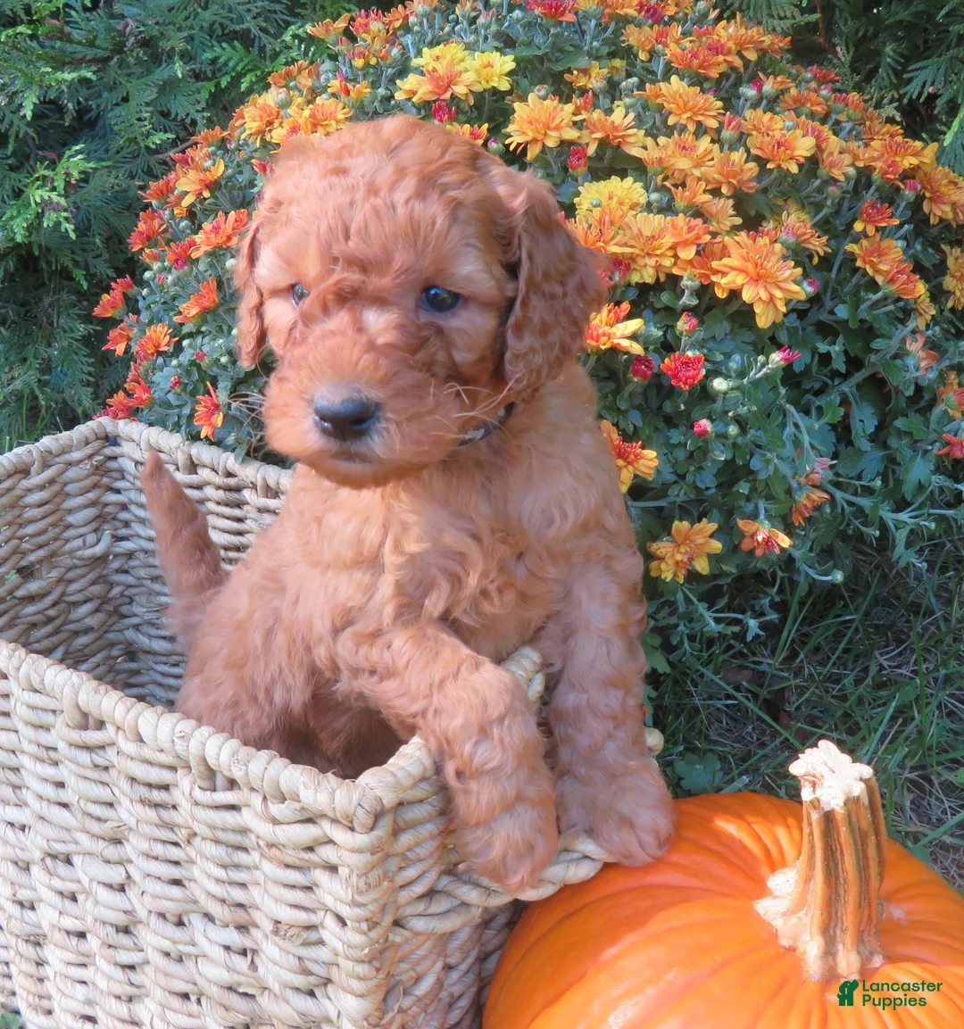 Mini Goldendoodle dogs for sale: Mocha - Ad 1